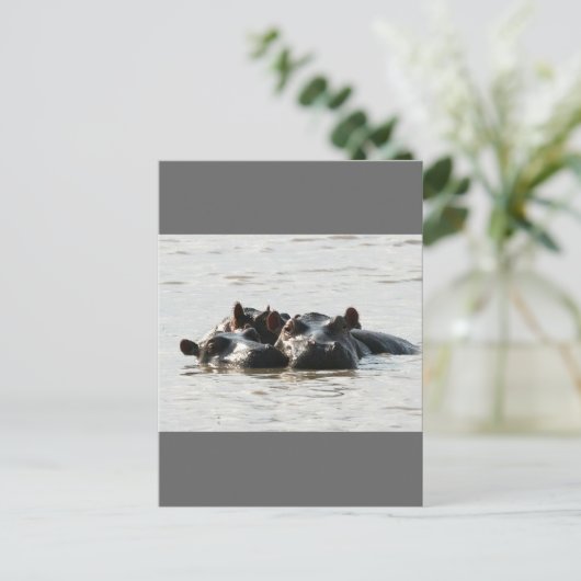 ヒポス ポストカード (スタンド正面)