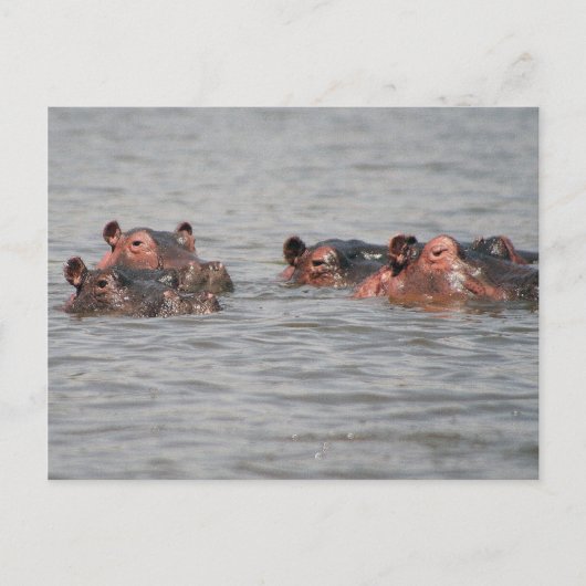 ヒポス ポストカード (正面)