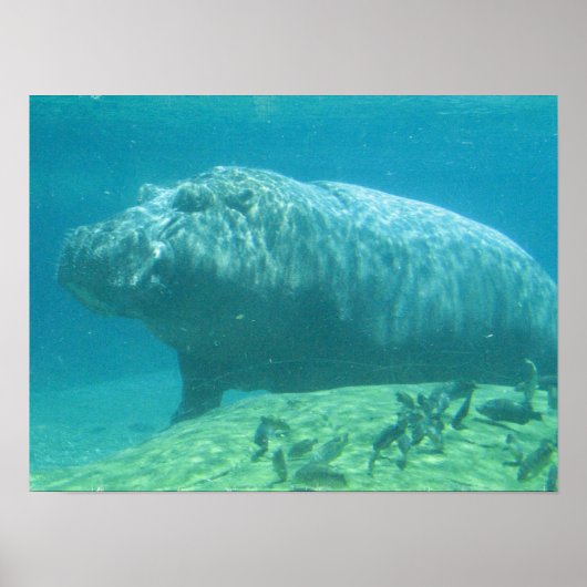 ヒポポタマスのポスター ポスター (正面)
