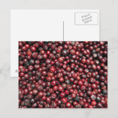 ヒマラヤの赤い果実 ポストカード (正面/裏面)