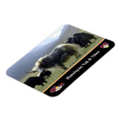 ヒマラヤの遊牧民ヤクス – チベット/ラダクヤク マグネット (左側)