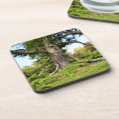 ヒマラヤスギのレバノンの木の堅いプラスチックコースター コースター (左側)