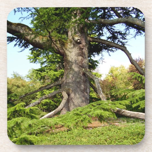 ヒマラヤスギのレバノンの木の堅いプラスチックコースター コースター (正面)