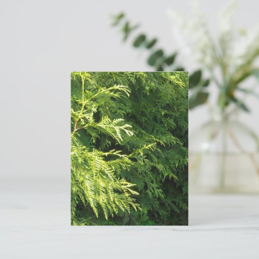 ヒマラヤスギの両掛け ポストカード (スタンド正面)