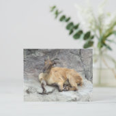 ヒマラヤタール葉書 ポストカード (スタンド正面)