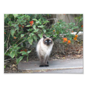 ヒマラヤンミックス猫 フォトプリント           