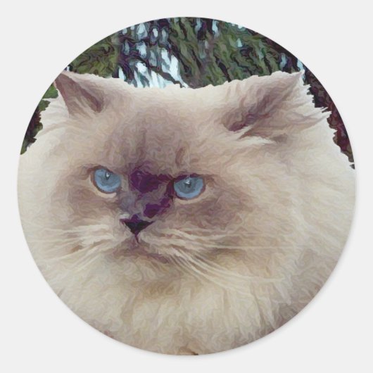 ヒマラヤン・ペルシャ猫 ラウンドシール (正面)