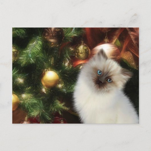 ヒマラヤ子猫クリスマス シーズンポストカード (正面)