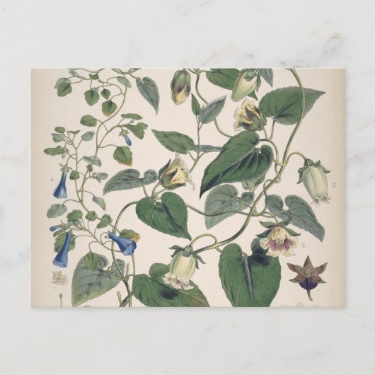 ヒマラヤ植物学 シーズンポストカード (正面)