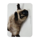 ヒマラヤ猫が仰向けに寝る マグネット (縦)