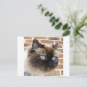 ヒマラヤ猫の青い目の写真 ポストカード (スタンド正面)