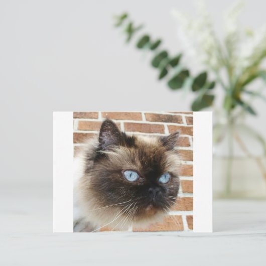 ヒマラヤ猫の青い目の写真 ポストカード (スタンド正面)