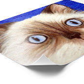 ヒマラヤ猫サッシー5 x 7写真プリント フォトプリント            (角)