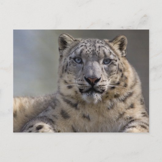 ヒマラヤ王子はがき ポストカード (正面)