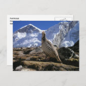 ヒマラヤ葉書のパトリッジ ポストカード (正面/裏面)