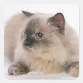 ヒマラヤ スクエアシール (正面)