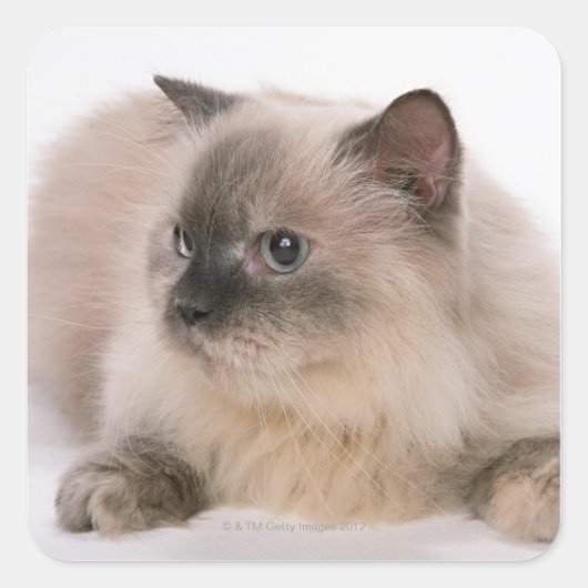 ヒマラヤ スクエアシール (正面)