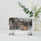 ヒマラヤ ポストカード (スタンド正面)