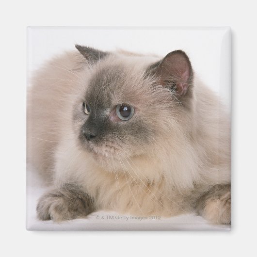 ヒマラヤ マグネット (正面)