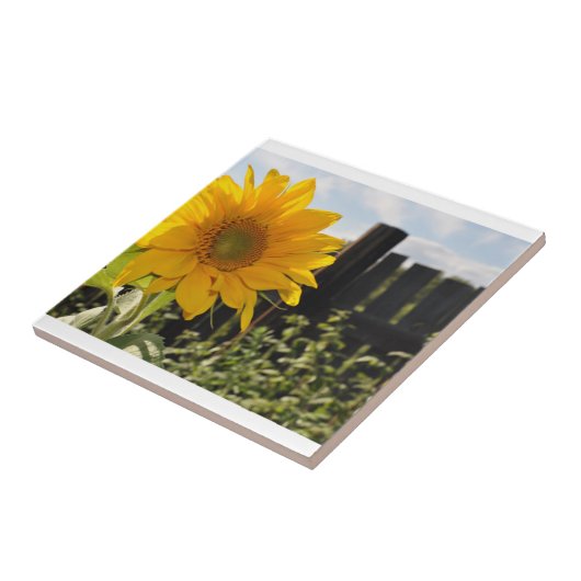 ヒマワリおよび塀 タイル (側面)