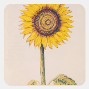 ヒマワリかHelianthus スクエアシール