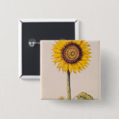 ヒマワリかHelianthus 缶バッジ (正面&裏面)