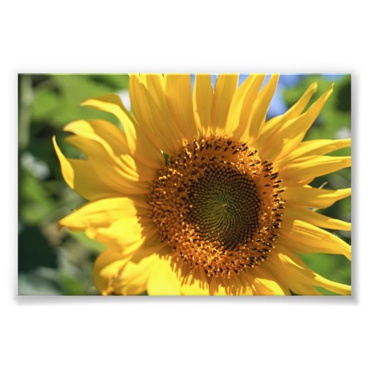 ヒマワリが放射状 フォトプリント            (正面)