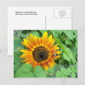 ヒマワリとのまわりに ポストカード (正面/裏面)