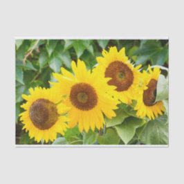 ヒマワリとの猫の悔やみや弔慰 薄葉紙