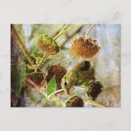 ヒマワリとキンショウジョウ ポストカード