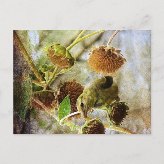 ヒマワリとキンショウジョウ ポストカード (正面)