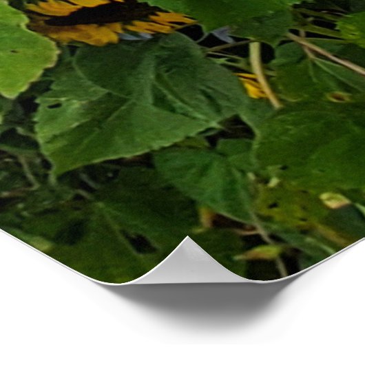 ヒマワリと朝顔写真追加引用文 ポスター (角)