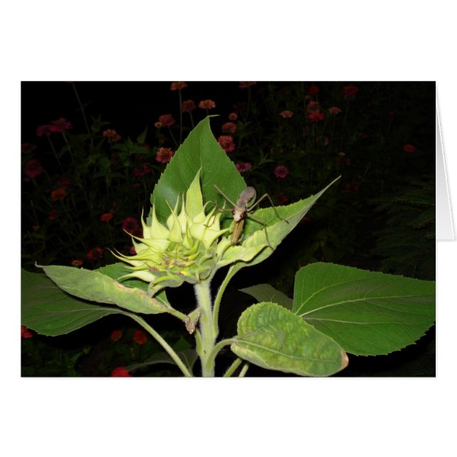 ヒマワリのカマキリを祈ること (正面横)