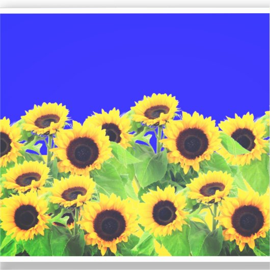 ヒマワリのステッカーウクライナ国旗の色 – 自由 シール (正面)