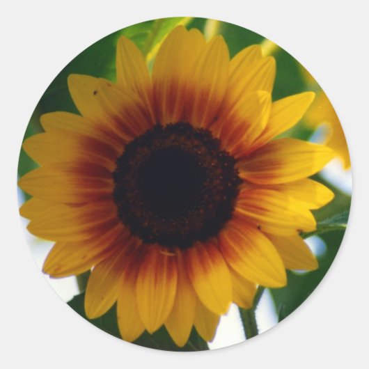 ヒマワリのステッカー ラウンドシール (正面)