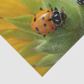 ヒマワリのティッシュペーパーの2女性Bugs 薄葉紙 (詳細)