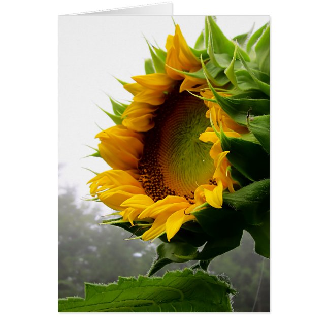 ヒマワリの入り口 (正面)