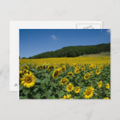ヒマワリの分野 ポストカード (正面/裏面)