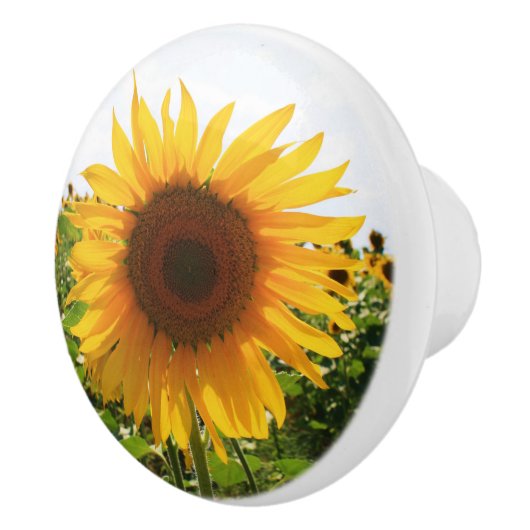 ヒマワリの引出しの引き セラミックノブ (右)