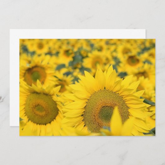 ヒマワリの招待状の分野 招待状 (正面/裏面)