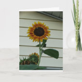 ヒマワリの日光日 カード (正面)
