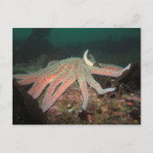 ヒマワリの海星 - ポストカード (正面)