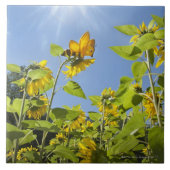 ヒマワリの特大の蜂 タイル (正面)