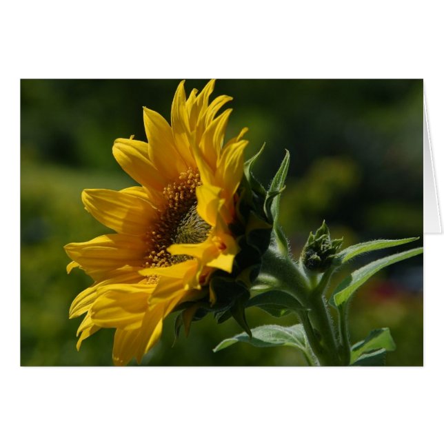 ヒマワリの花びらの花粉の黄色 (正面横)