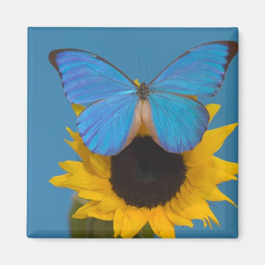 ヒマワリの蝶 マグネット (正面)