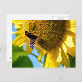 ヒマワリの赤いアタマムシ ポストカード (正面/裏面)