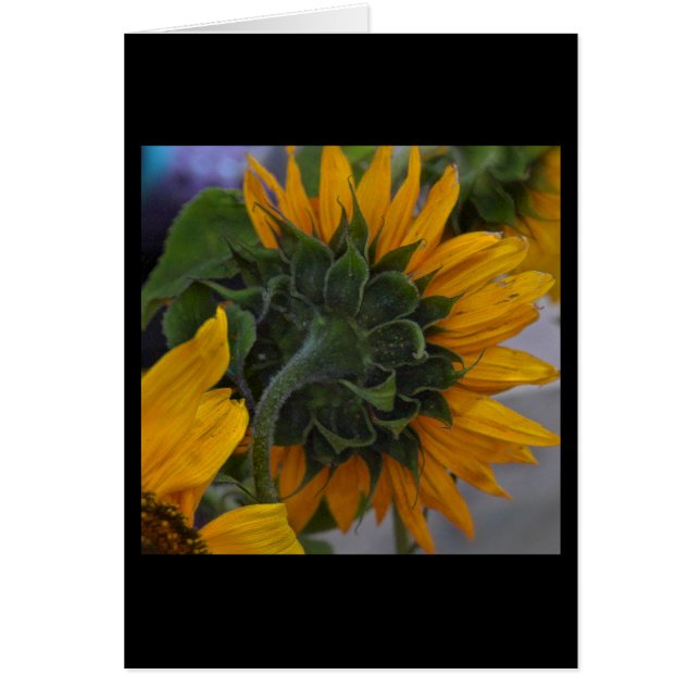 ヒマワリの霞 (正面)