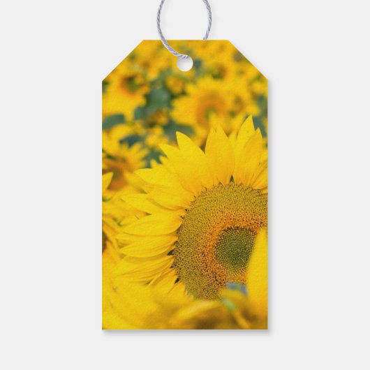 ヒマワリの黄色のフィールド写真ありがとう ギフトタグ (裏面)