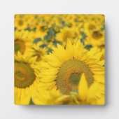 ヒマワリの黄色のフィールド写真 フォトプラーク (正面)