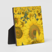 ヒマワリの黄色のフィールド写真 フォトプラーク (正面)